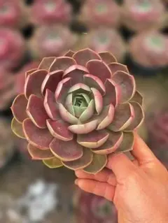 Top【選抜株】多肉植物 265300ホワイトグリーニ 54個 鉢無し/脱土 