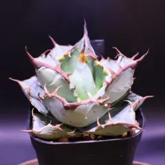 2025年最新】オテロイ実生の人気アイテム - メルカリ