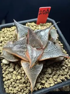 20a 多肉植物 ハオルチア バディア白鳳錦 自家繁殖 鉢植え発送 - メルカリ