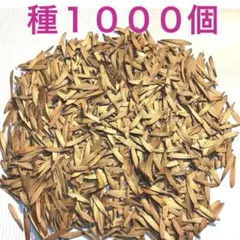 シマトネリコ　種１０００個　丈夫で育てやすい　初心者にものサムネイル