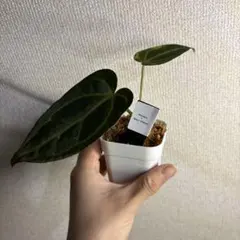 Anthurium AOS✖️RVDP斑入り - メルカリ