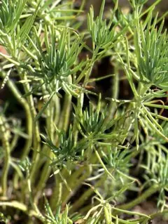 群馬県までの引き取り限定】極楽鳥花 観葉植物 蕾多数あり - メルカリ