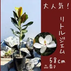 2026年最新】リトルジェムの人気アイテム - メルカリ