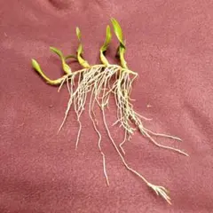 恵様 リクエスト 2点 まとめ商品