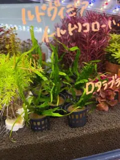 aj様 リクエスト 4点 まとめ商品