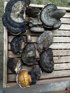 サルノコシカケ 【公式通販】 天然採取 猿の腰掛け（サルノコシカケ