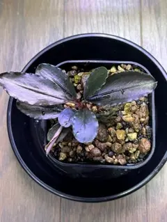 Bucephalandra sp.Variegata Hn:福袋CAKUMI - メルカリ