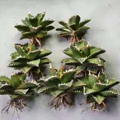 2026年最新】チタノタ 狼人の人気アイテム - メルカリ