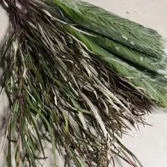 ちゃちゃ男様専用