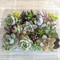 maki73様 リクエスト 2点 まとめ商品