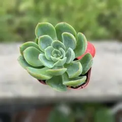 多肉植物 ♥︎︎∗︎*゜七福神 ♥︎︎∗︎*゜ 多肉 ぬき苗 - メルカリ