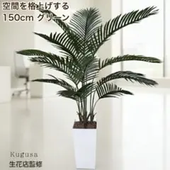 パールアカシア 苗 150cm❗大型 9号 際立つシルバーリーフ❗ 優良美株