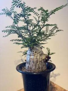 オペルクリカリア パキプス ボコ肌 丸株 検) グラキリス コミフォラ