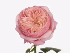 メイʕ•ᴥ•ʔ様専用ページです