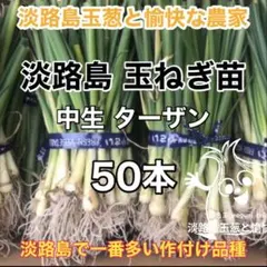 【晩生】赤玉ねぎ苗▼レッドムーン1000本【超メルカリ市】 2025年最新】玉ねぎ 苗 赤の人気アイテム - メルカリ