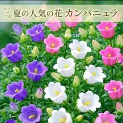 花の種 カンパニュラMix 100粒前後 夏の人気の花のサムネイル