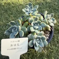 ☆つぶつぶ屋さん苗☆ざらめ☆ （スプリングワンダー×ケッセルリン