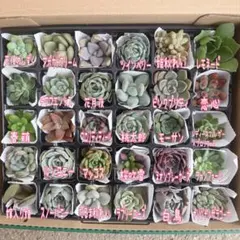 多肉植物　カット苗　詰め合わせ　韓国苗　エケベリア