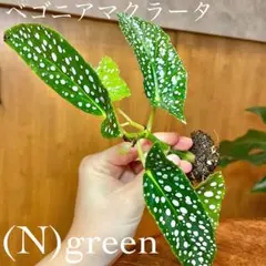 2026年最新】ベゴニア マクラータの人気アイテム - メルカリ