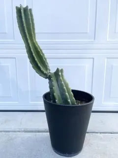 値下げ不可特別早い者勝ち価格　柱サボテン 鬼面角　10頭発根　サボテンブランチ Amazon｜さぼてん 柱サボテン とげなし 鬼面角 キメンカク 4号プラ鉢