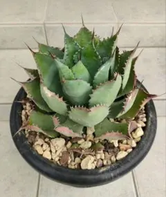 ブッダ様 リクエスト 2点 まとめ商品