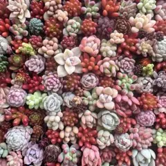 【38】多肉植物 ちびちびカット苗 詰め合わせ ちま寄せセット
