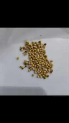 ドルステニアギガス　ブラータ種子5粒 ドルステニア・ギガス(Dorstenia gigas)の種子を販売中