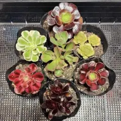 98 #アエオニウム8種拔き苗セット 寄せ植え用 観葉植物 個別に名前付け