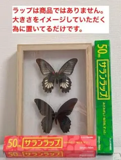 2025年最新】蝶の人気アイテム - メルカリ