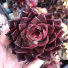 マリリン様 リクエスト 2点 まとめ商品