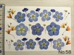 No.58 ネモフィラ ＆メラスフェルラ＆ブルーベル＆かすみ草 押し花