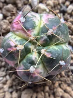 サボテンの種類について学んだら、ユニークすぎてもっとサボテンを育て