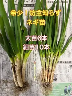 北海道産 行者ニンニク アイヌネギ ヒトビロ 根付き 苗 山菜 10本