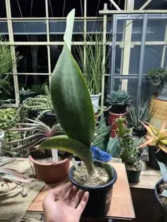 Z*n様 サンスベリア Sansevieria Manny Pacquiao​ - メルカリ