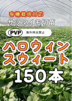 2026年最新】ハロウィンスイート苗の人気アイテム - メルカリ
