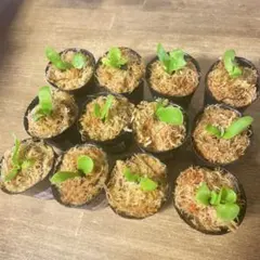 2025年最新】ビカクシダ 胞子 セットの人気アイテム - メルカリ