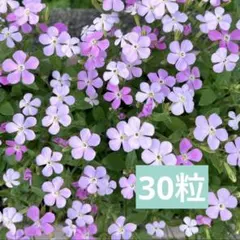 モエ様 リクエスト 2点 まとめ商品