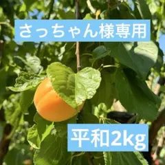 ◆さっちゃん様 専用◆平和　2kg 信州産 あんず　杏　アプリコット