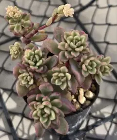 多肉植物　ジョイスタロック錦　群衆株１苗　セダム　直径3.5cmのポット d
