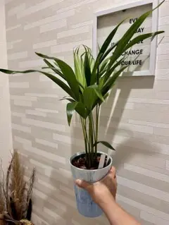 ユータン様 リクエスト 2点 まとめ商品