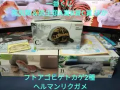 Item thumbnail for item 1fdebdd8-856c-4740-bc26-2fb2c4165fc2