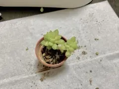 小型多肉植物　緑色　健康的　購入の際はコメントへ　安い　レア品種