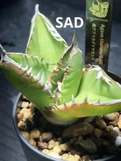 SAD〜南アフリカダイヤモンド〜 鉢ごと発送 ネームタグ付のサムネイル