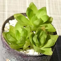 3苗セット!ハオルチア　ゴールド　抜き苗　多肉植物