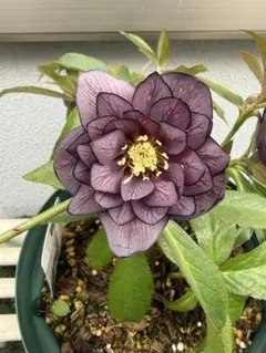 2026年最新】広瀬園芸 クリスマスローズの人気アイテム - メルカリ