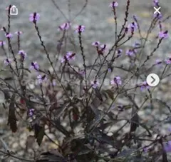 トラディスカンティア 春の新芽つき！紫色と新芽の緑の葉とピンクの