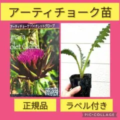 2026年最新】プロテア苗の人気アイテム - メルカリ