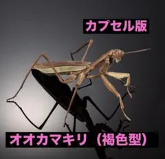 いきもの大図鑑アドバンス　　【カプセル版】オオカマキリ（褐色型）単品のサムネイル