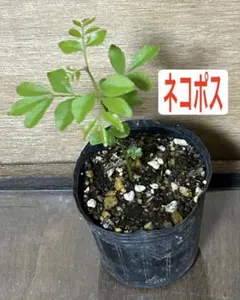 2025年最新】カレーリーフの人気アイテム - メルカリ