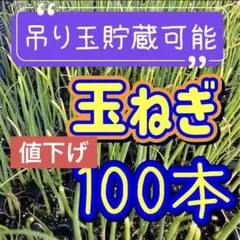 2026年最新】玉ねぎ 苗の人気アイテム - メルカリ